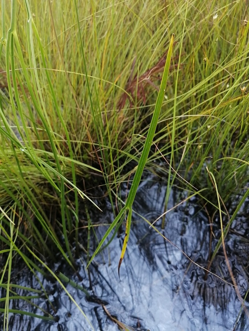 Sagittaria aginashi photo 7