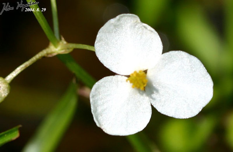 Sagittaria aginashi photo 8