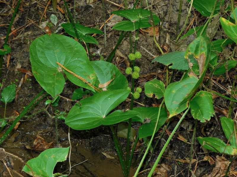 Longbeak Arrowhead photo 5