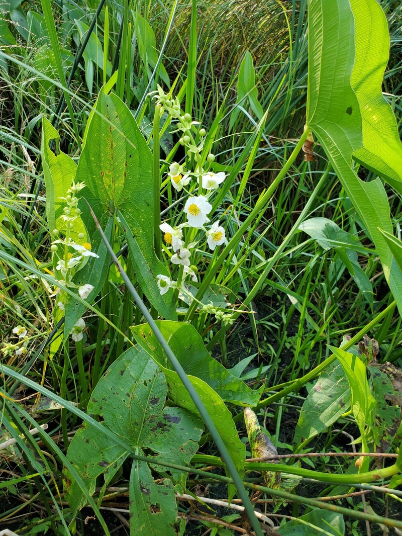 Shortbeak Arrowhead photo 5