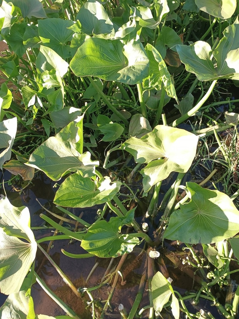 Hooded Arrowhead photo 8