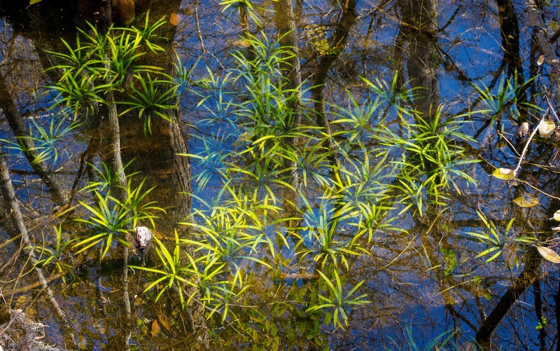 Sagittaria chapmanii