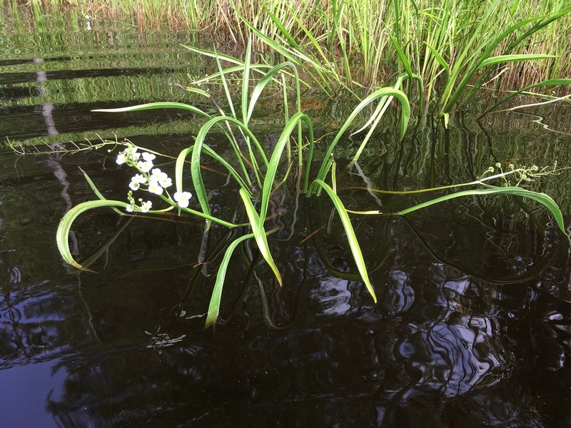 Sagittaria chapmanii photo 2