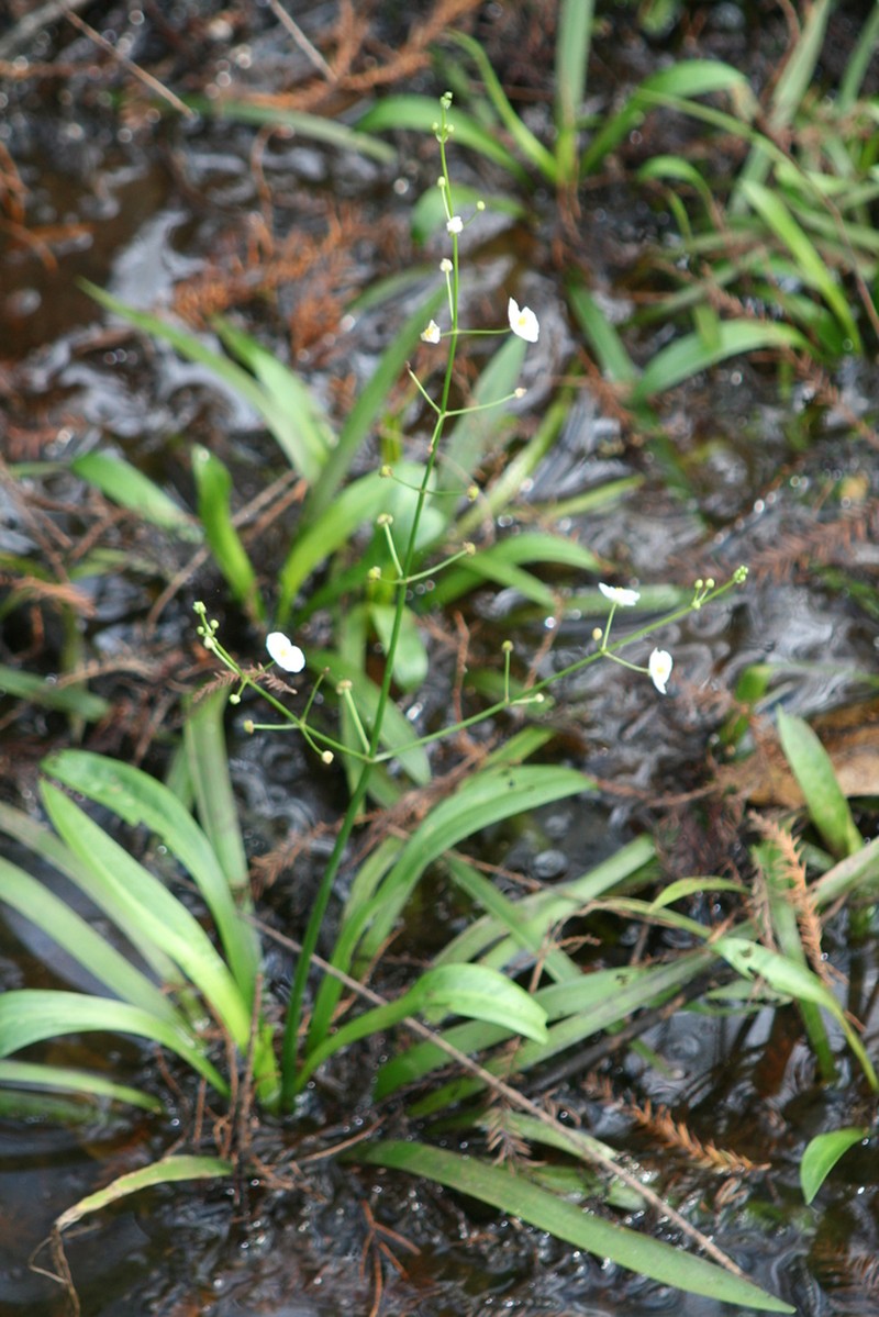 Sagittaria chapmanii photo 3