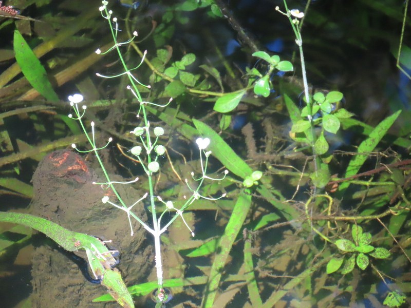 Sagittaria chapmanii photo 4