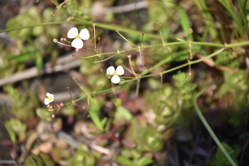 Sagittaria chapmanii photo 5