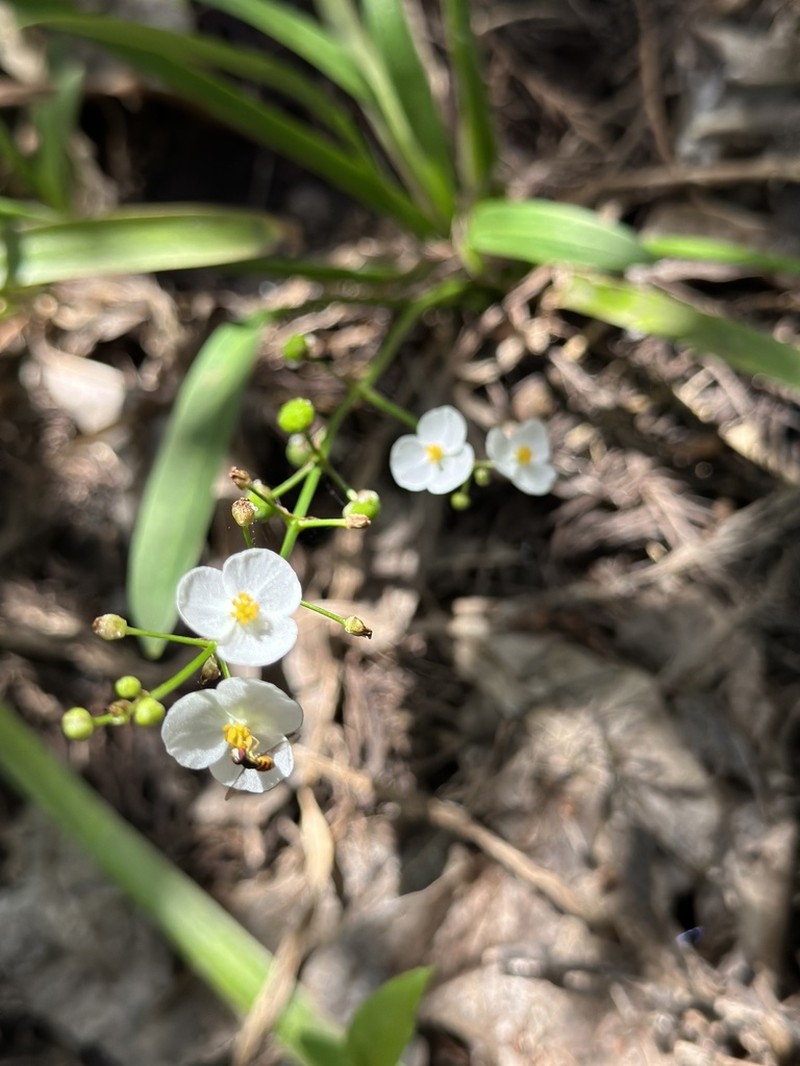 Sagittaria chapmanii photo 6