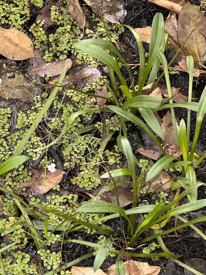 Sagittaria chapmanii photo 7