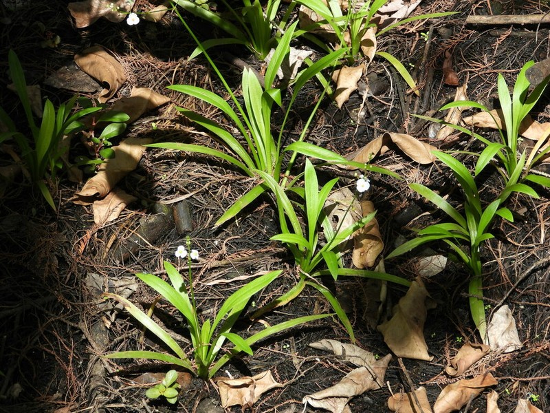 Sagittaria chapmanii photo 8