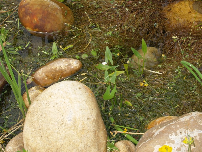Arumleaf Arrowhead photo 2