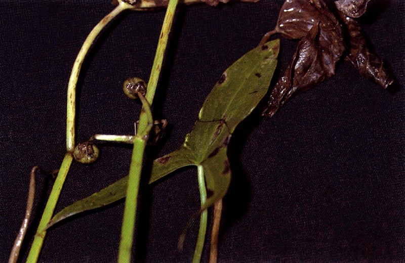 Arumleaf Arrowhead photo 3