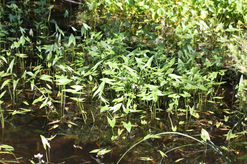 Arumleaf Arrowhead photo 4