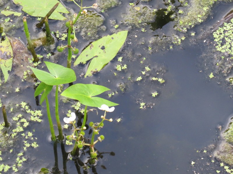 Arumleaf Arrowhead photo 5
