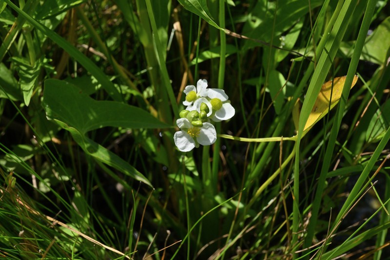 Arumleaf Arrowhead photo 7