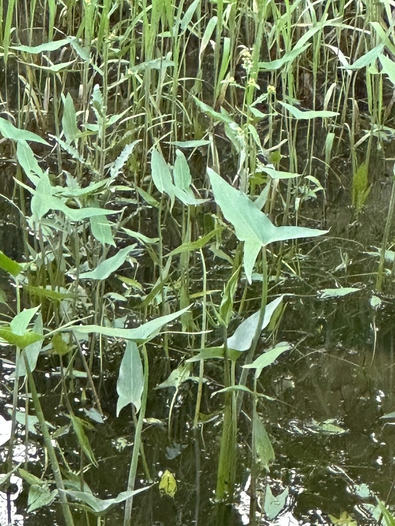 Arumleaf Arrowhead photo 8