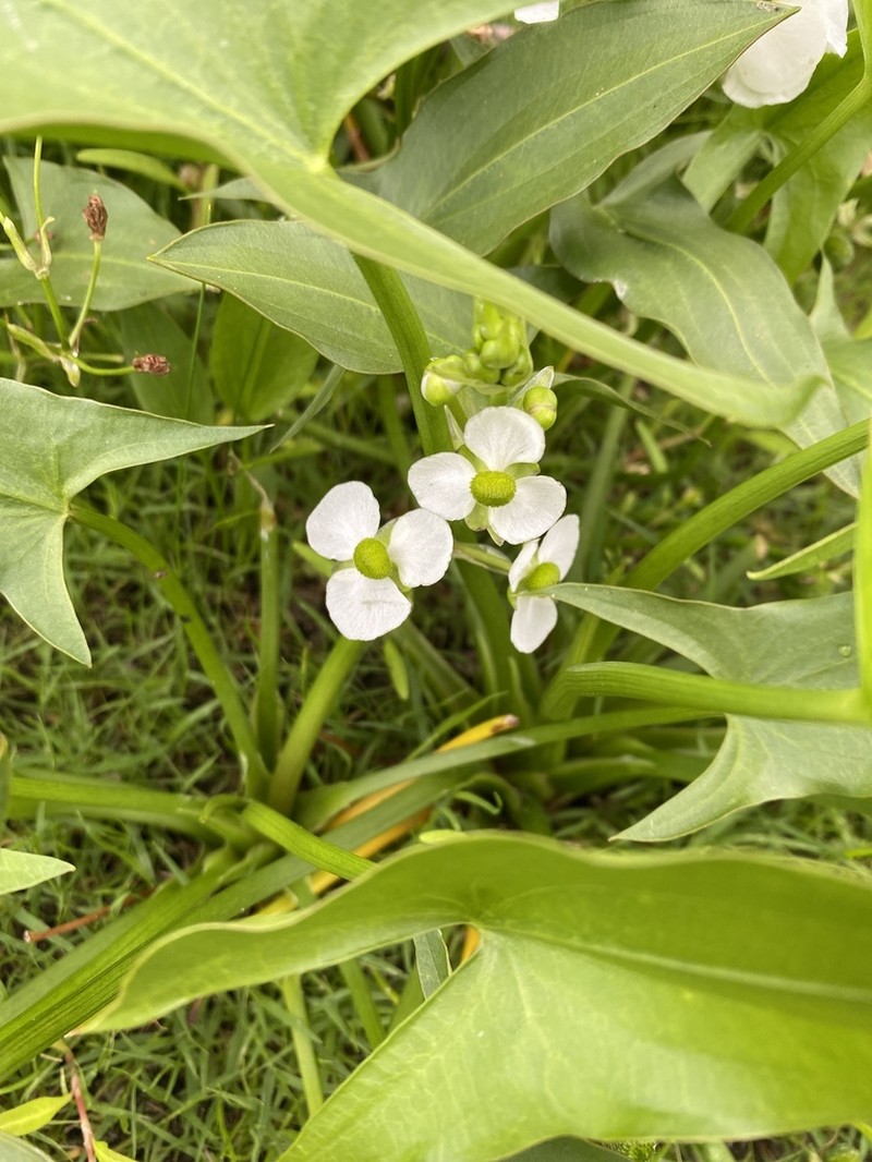 Arumleaf Arrowhead photo 9