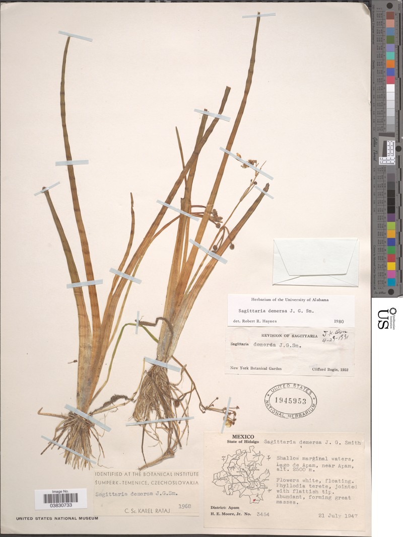 Chihuahuan Arrowhead