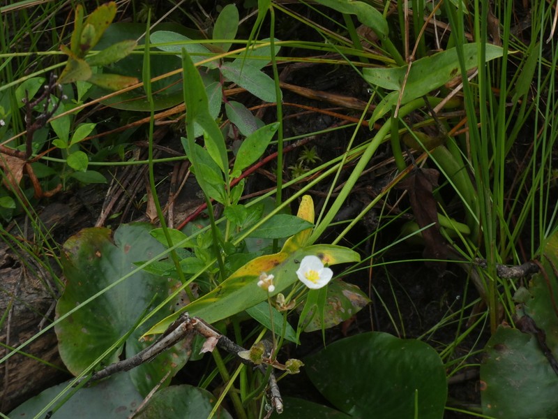 Engelmann's Arrowhead photo 5