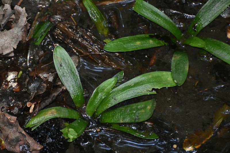 Bunched Arrowhead photo 3