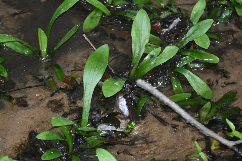 Bunched Arrowhead photo 4