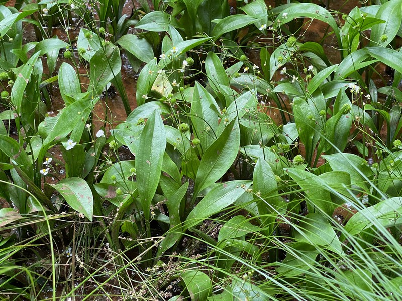 Bunched Arrowhead photo 5