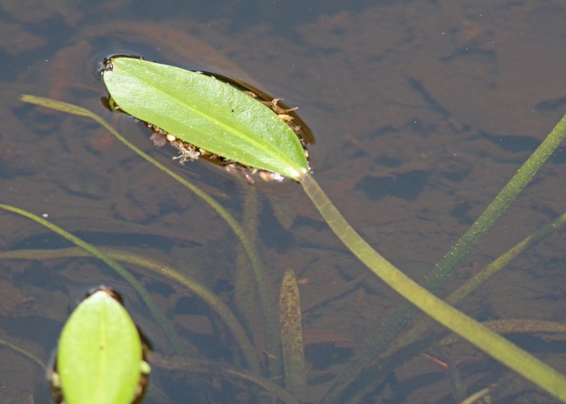 Threadleaf Arrowhead photo 4