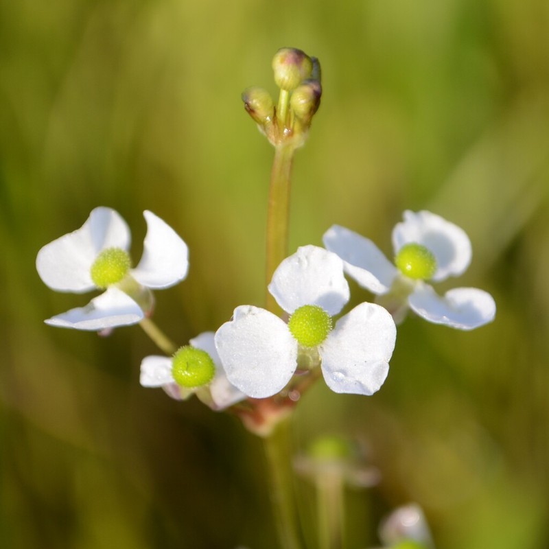 Grassy Arrowhead photo 2