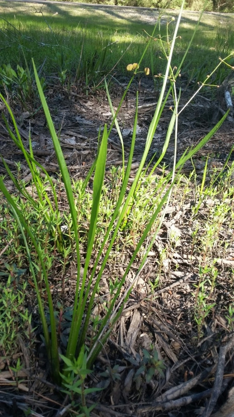 Grassy Arrowhead photo 3