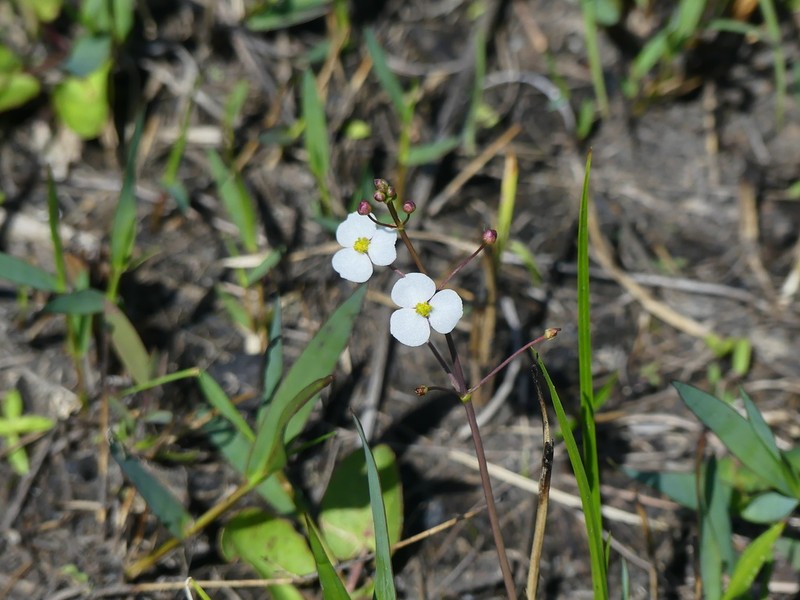 Grassy Arrowhead photo 7