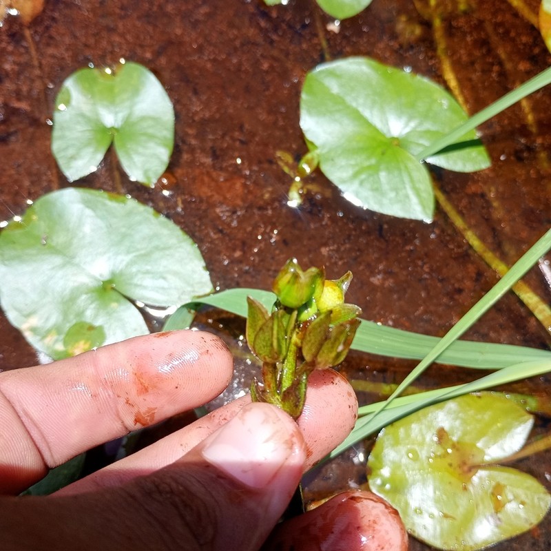 Guyanese Arrowhead photo 2
