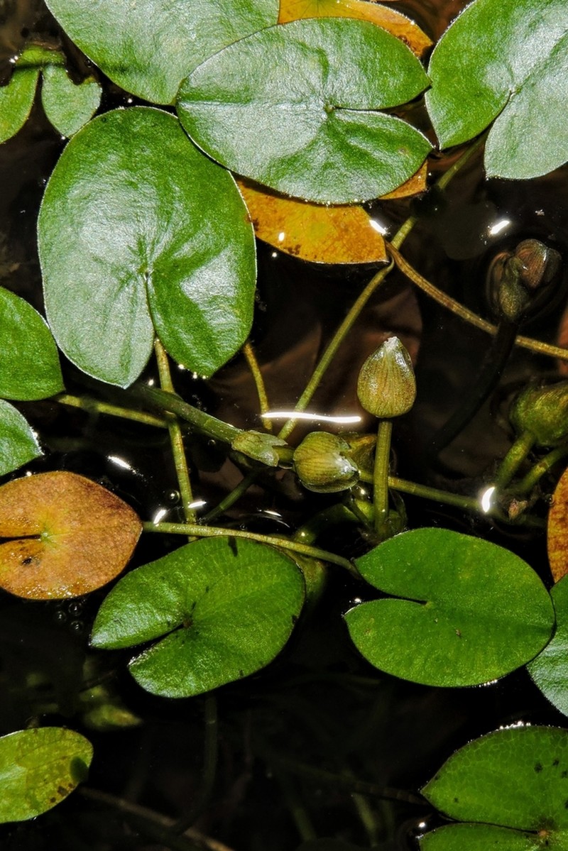 Guyanese Arrowhead photo 3