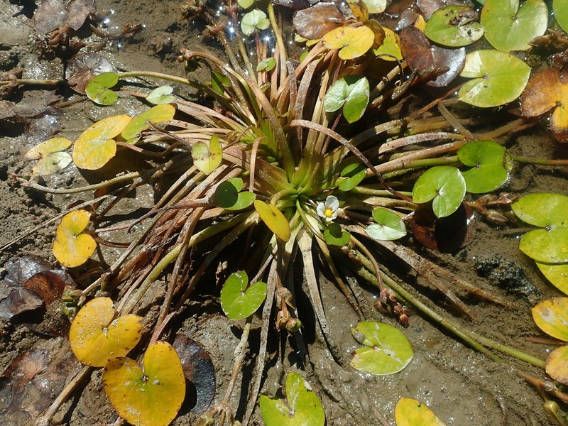 Guyanese Arrowhead photo 6