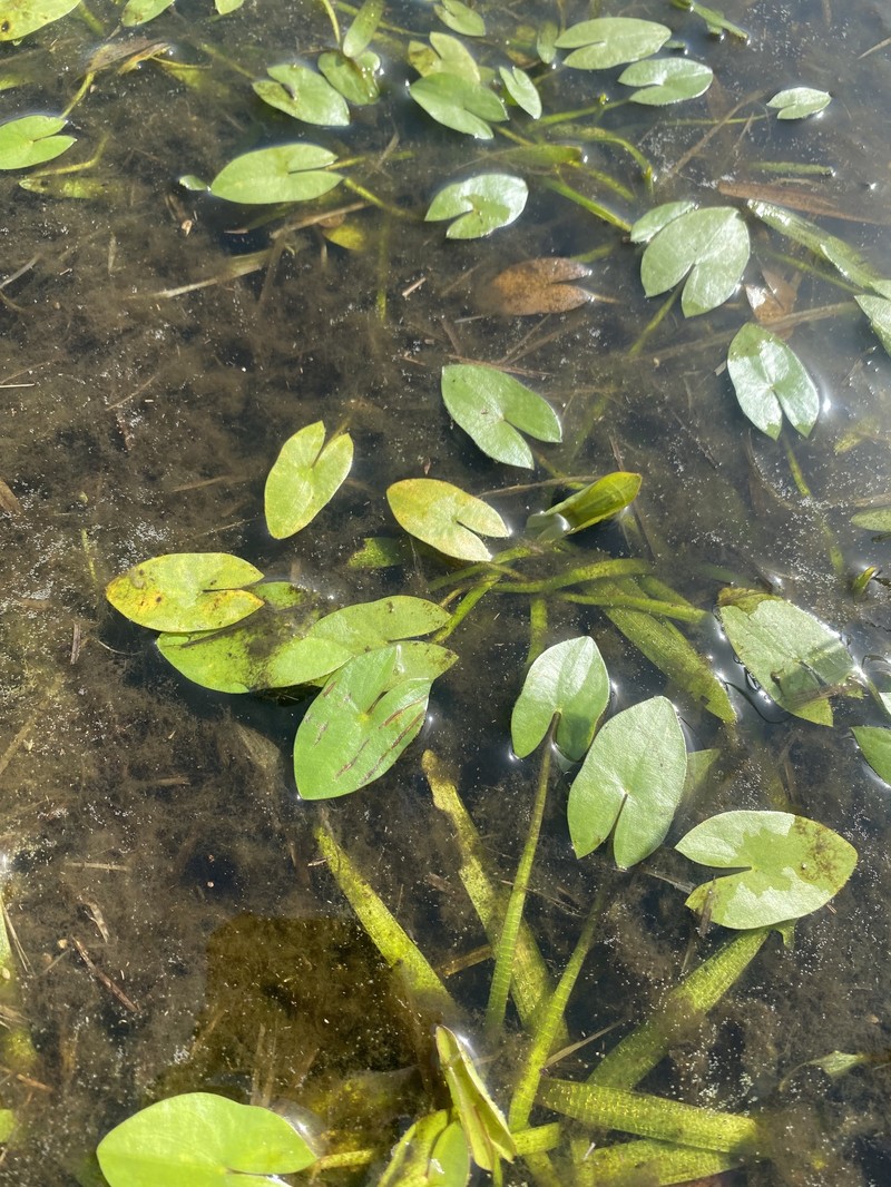 Sagittaria guayanensis subsp. guayanensis
