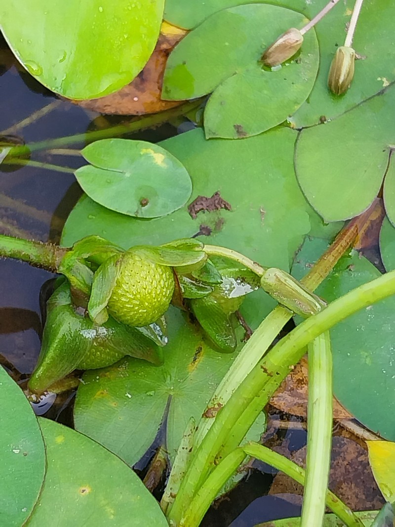 Sagittaria guayanensis subsp. guayanensis photo 2