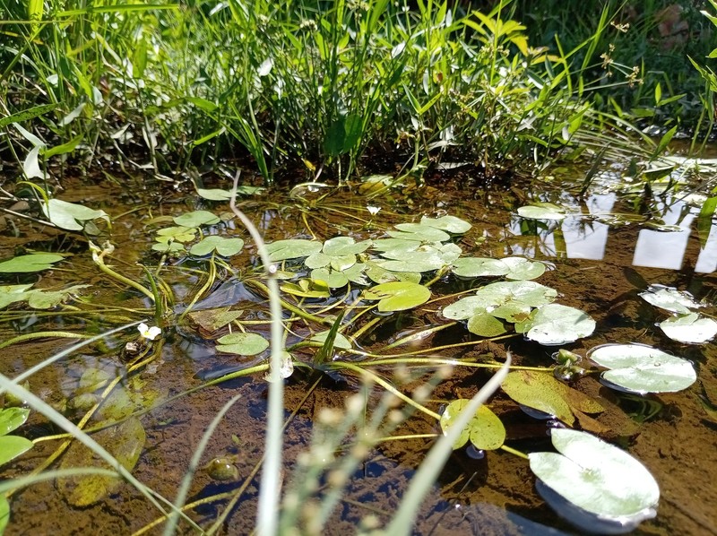 Sagittaria guayanensis subsp. guayanensis photo 3