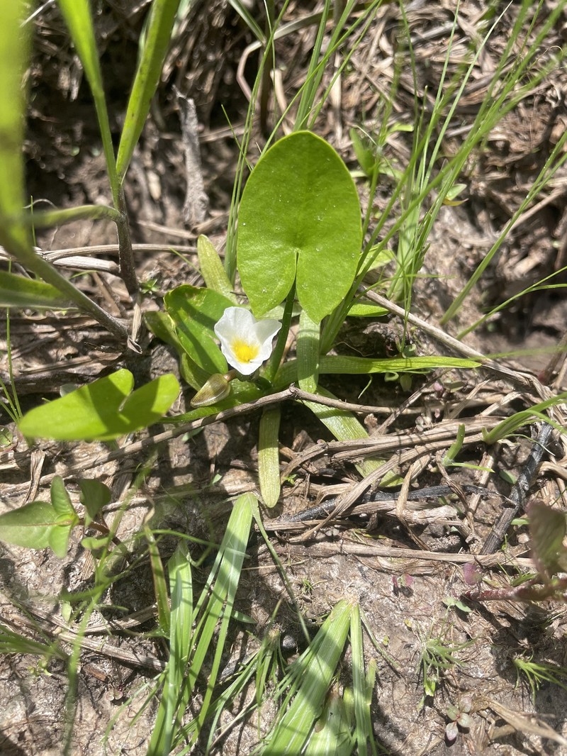 Sagittaria guayanensis subsp. guayanensis photo 4