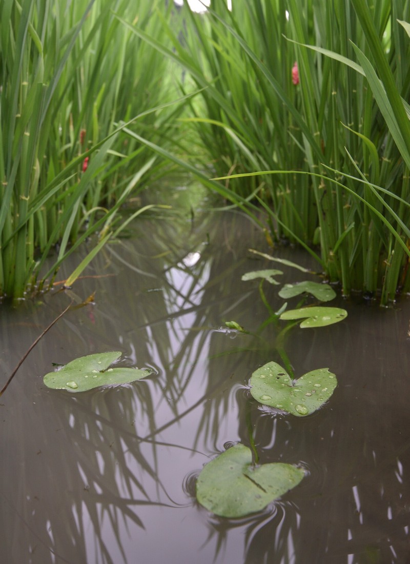 Sagittaria guayanensis subsp. lappula