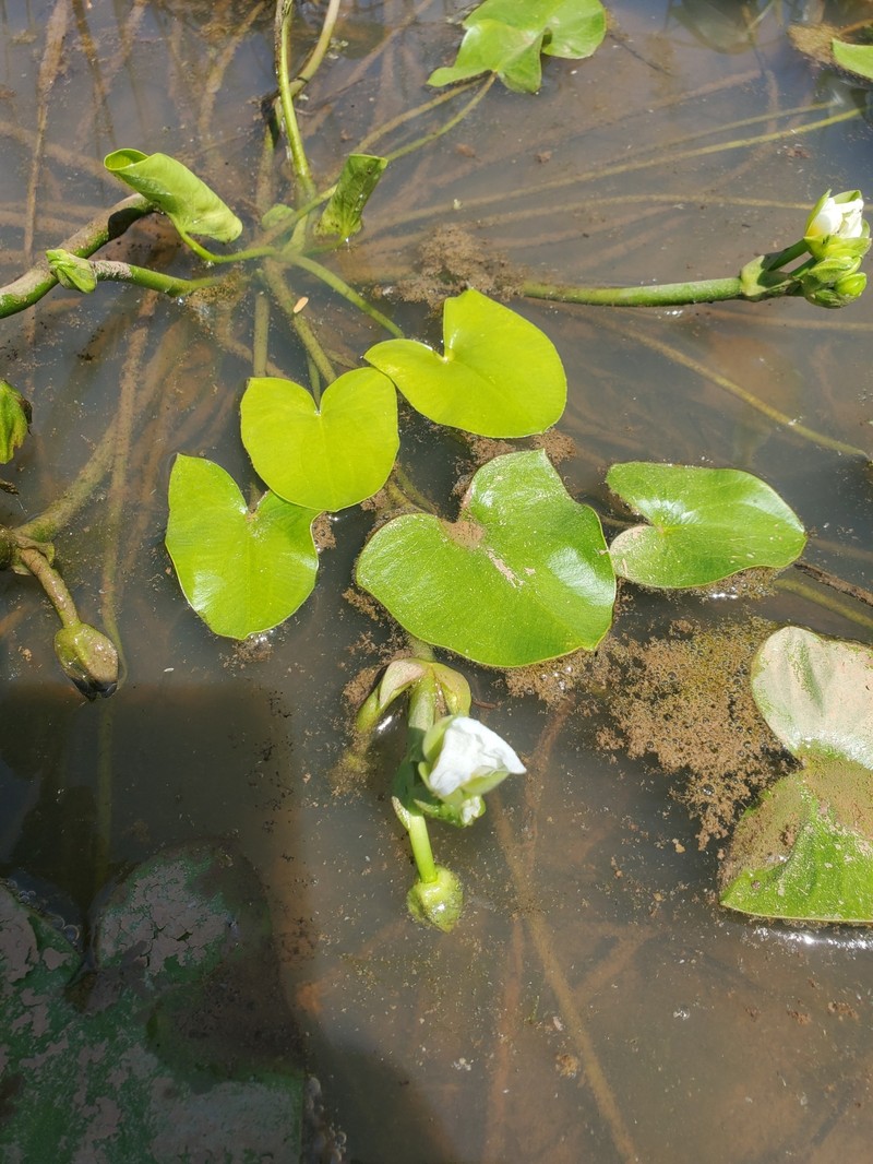 Sagittaria guayanensis subsp. lappula photo 2