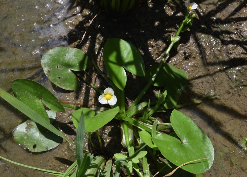 Sagittaria guayanensis subsp. lappula photo 3