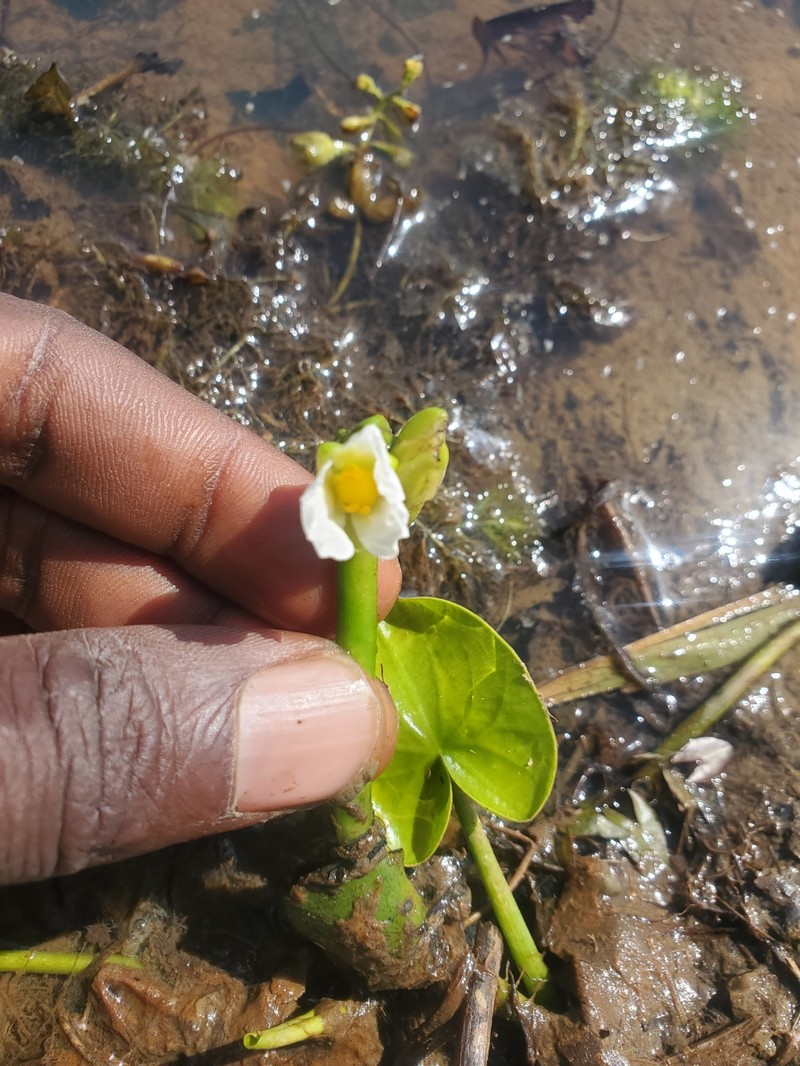 Sagittaria guayanensis subsp. lappula photo 4