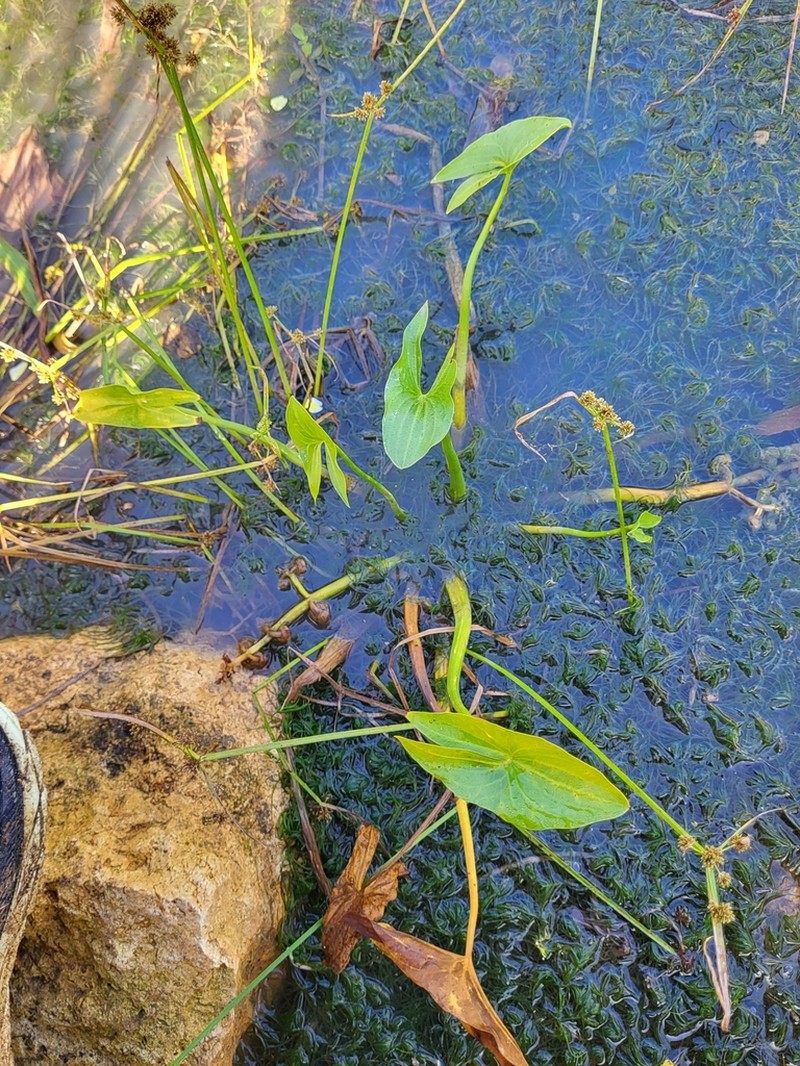 Intermediate Arrowhead photo 4