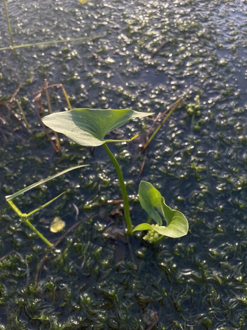 Intermediate Arrowhead photo 7