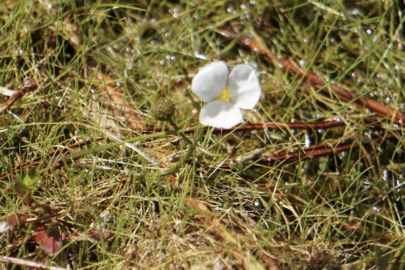 Quillwort Arrowhead photo 4
