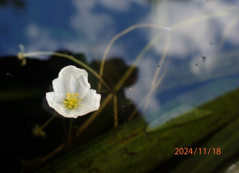 Springtape photo 7