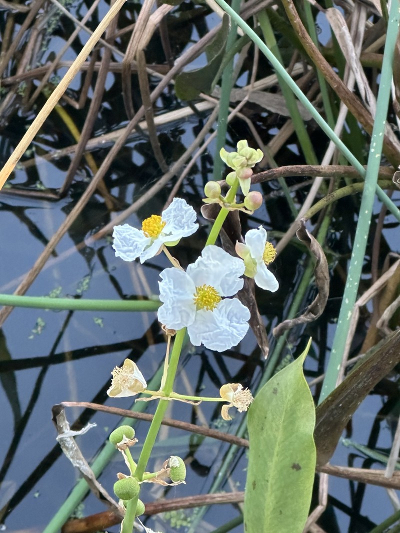 Sagittaria lancifolia subsp. lancifolia