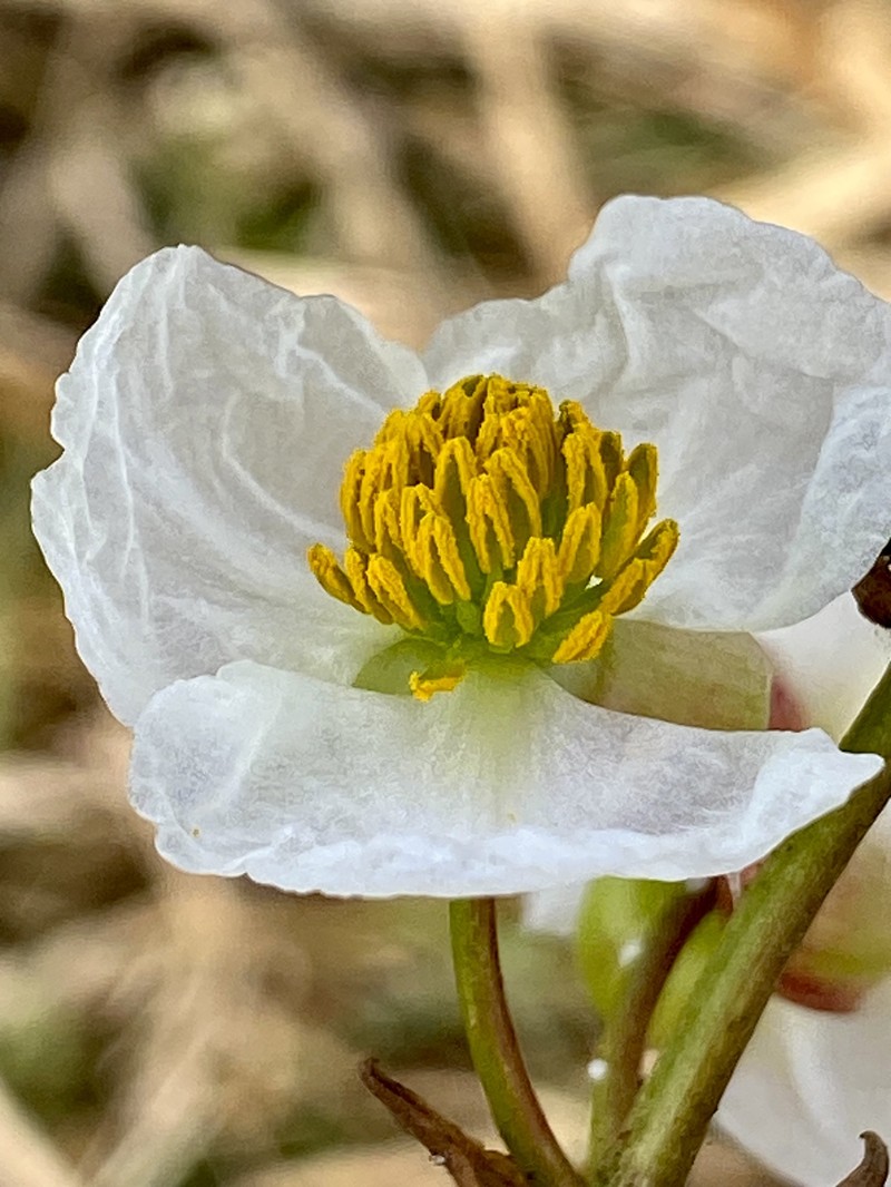 Sagittaria lancifolia subsp. lancifolia photo 2