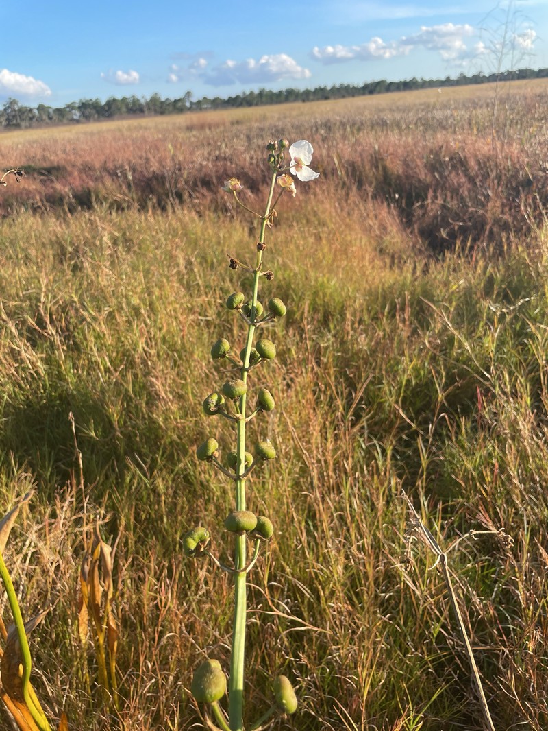 Sagittaria lancifolia subsp. lancifolia photo 3