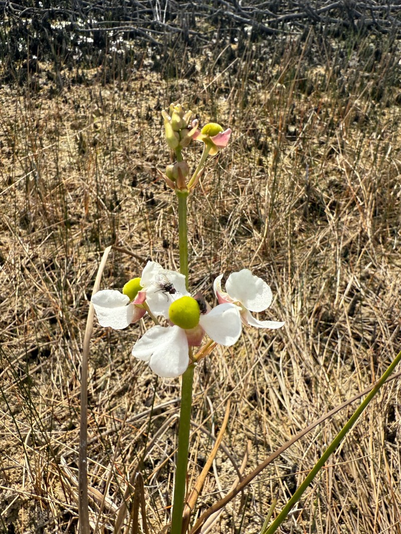 Sagittaria lancifolia subsp. lancifolia photo 4