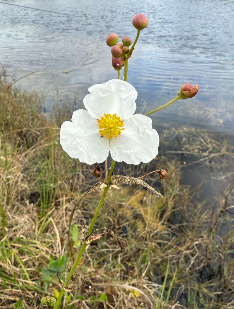 Sagittaria lancifolia subsp. lancifolia photo 5