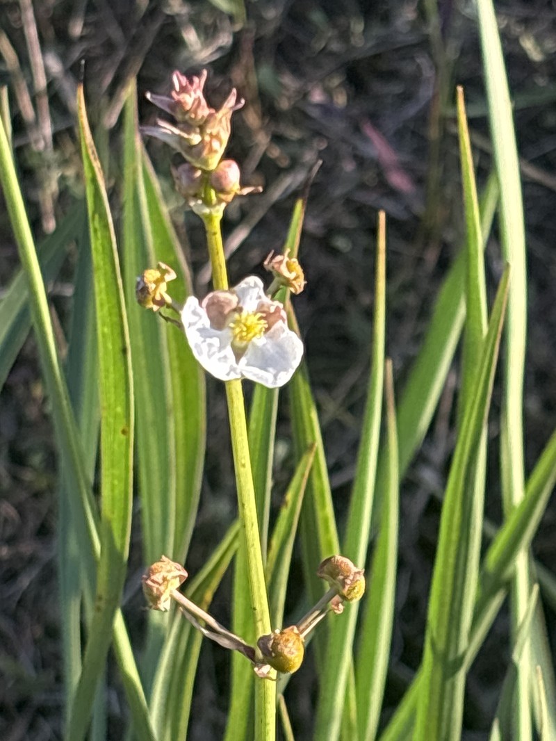 Sagittaria lancifolia subsp. lancifolia photo 6